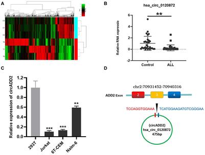 Mechanism of circADD2 as ceRNA in Childhood Acute Lymphoblastic Leukemia